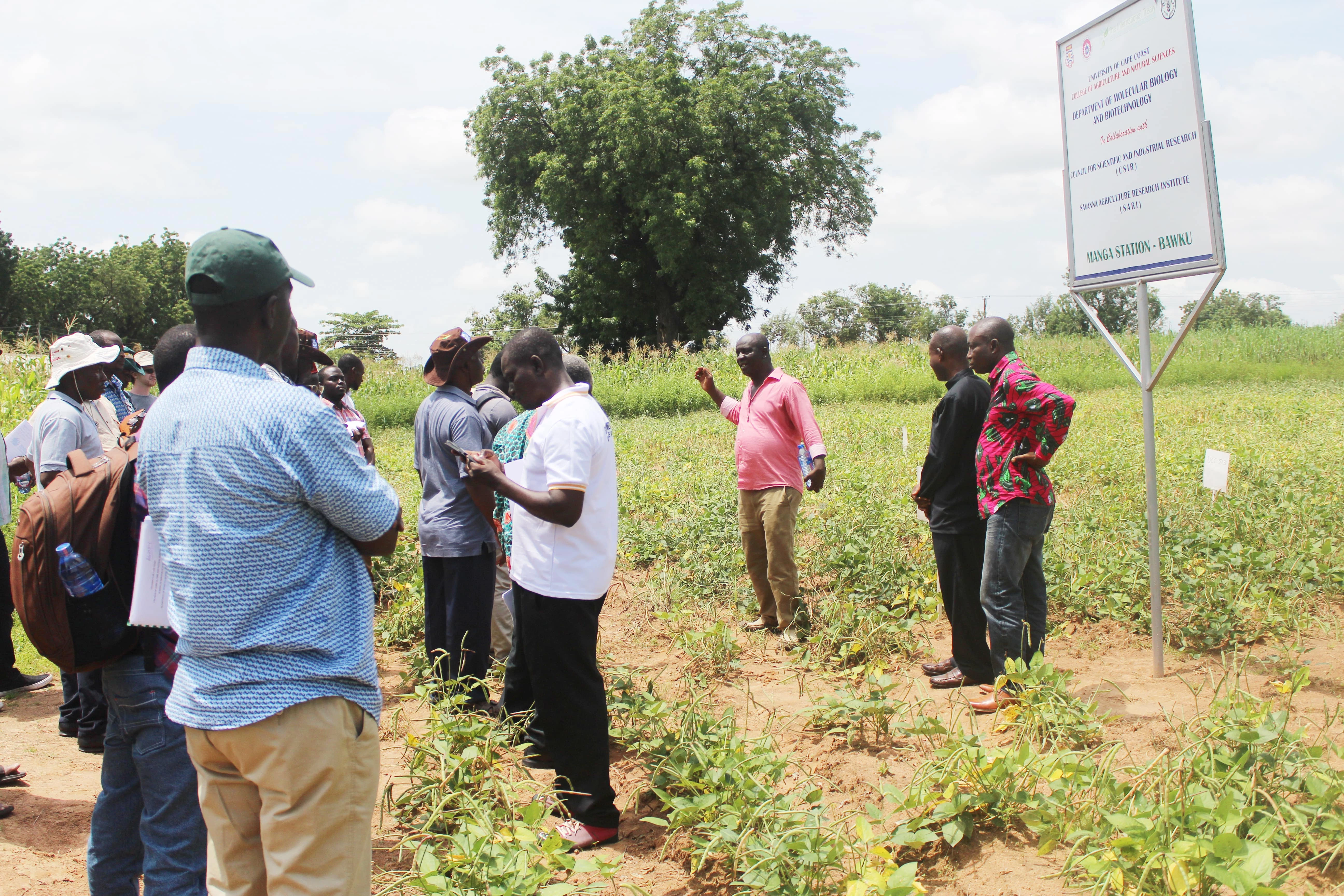 Three Northern Regions Benefit from UCC Cowpea Project